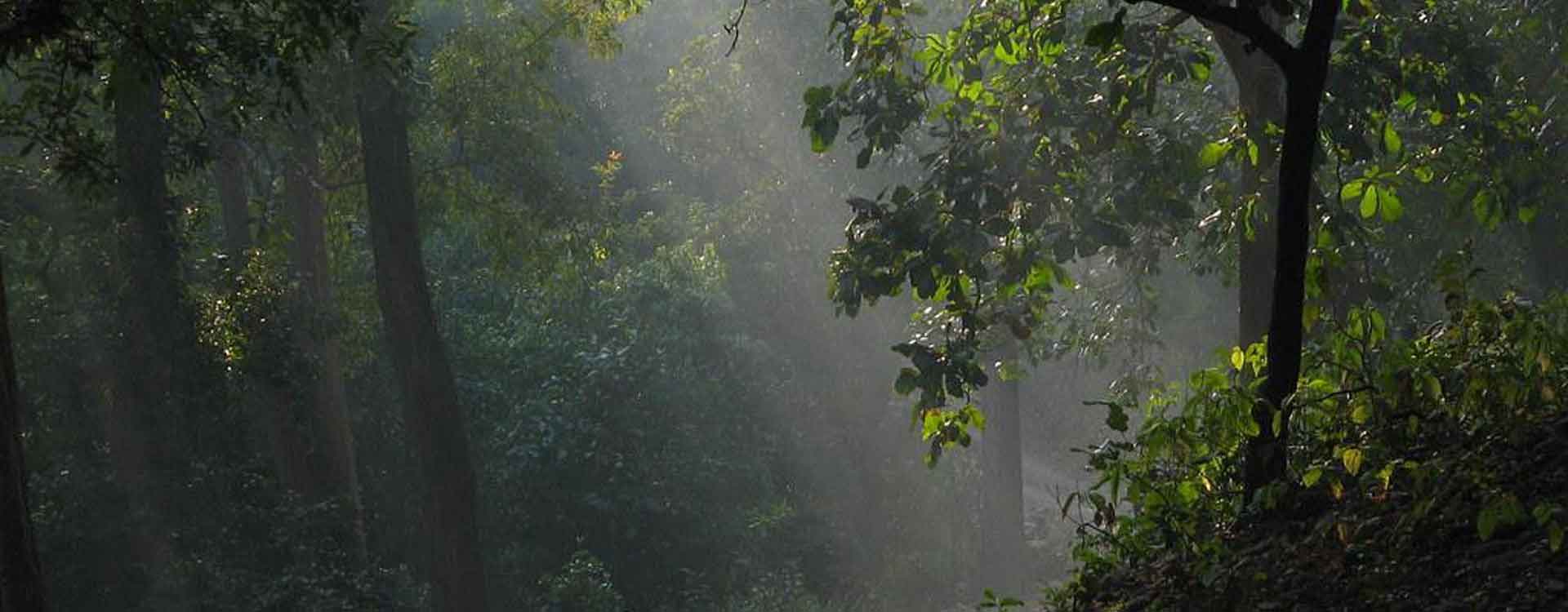 Calippic Hotels Corbett - RVN - Jim Corbett